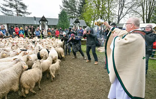 Redyk w Ludźmierzu w kwietniu 2024 r. Redyk to uroczyste wyjście pasterzy ze stadami owiec na wypas na górskich halach (redyk wiosenny), a także ich powrót z wypasu (redyk jesienny) fot. Paweł Murzyn/East News